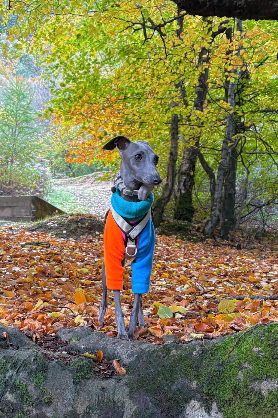 Fleece Jumper - Neon Colour Block