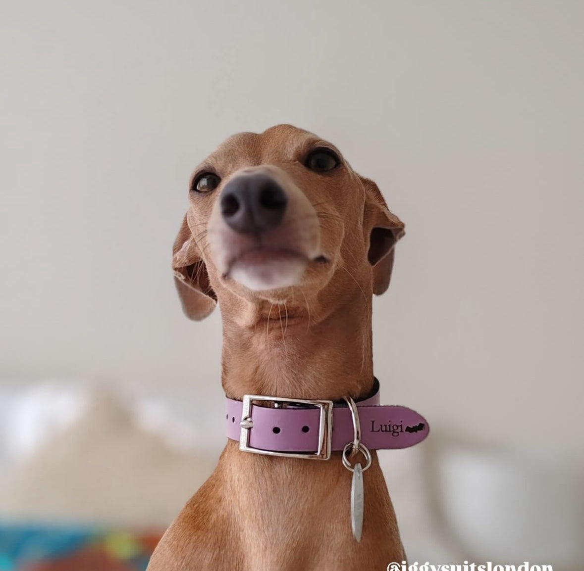 Leather Collar - HALLOWEEN - Skele-Hounds