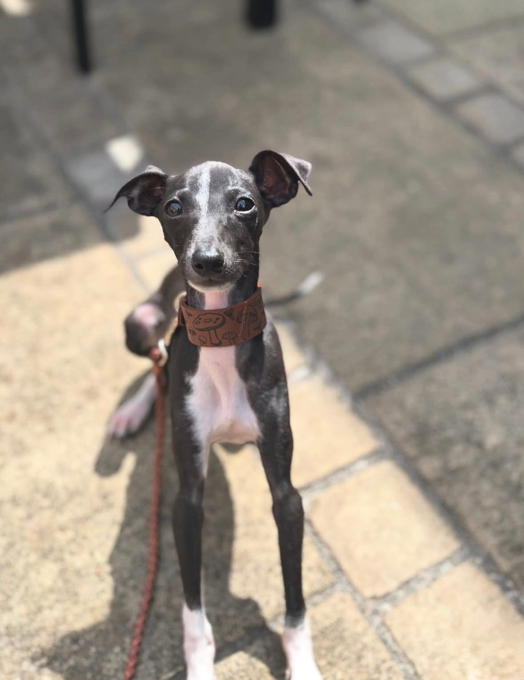 Leather Collar - Mushroom