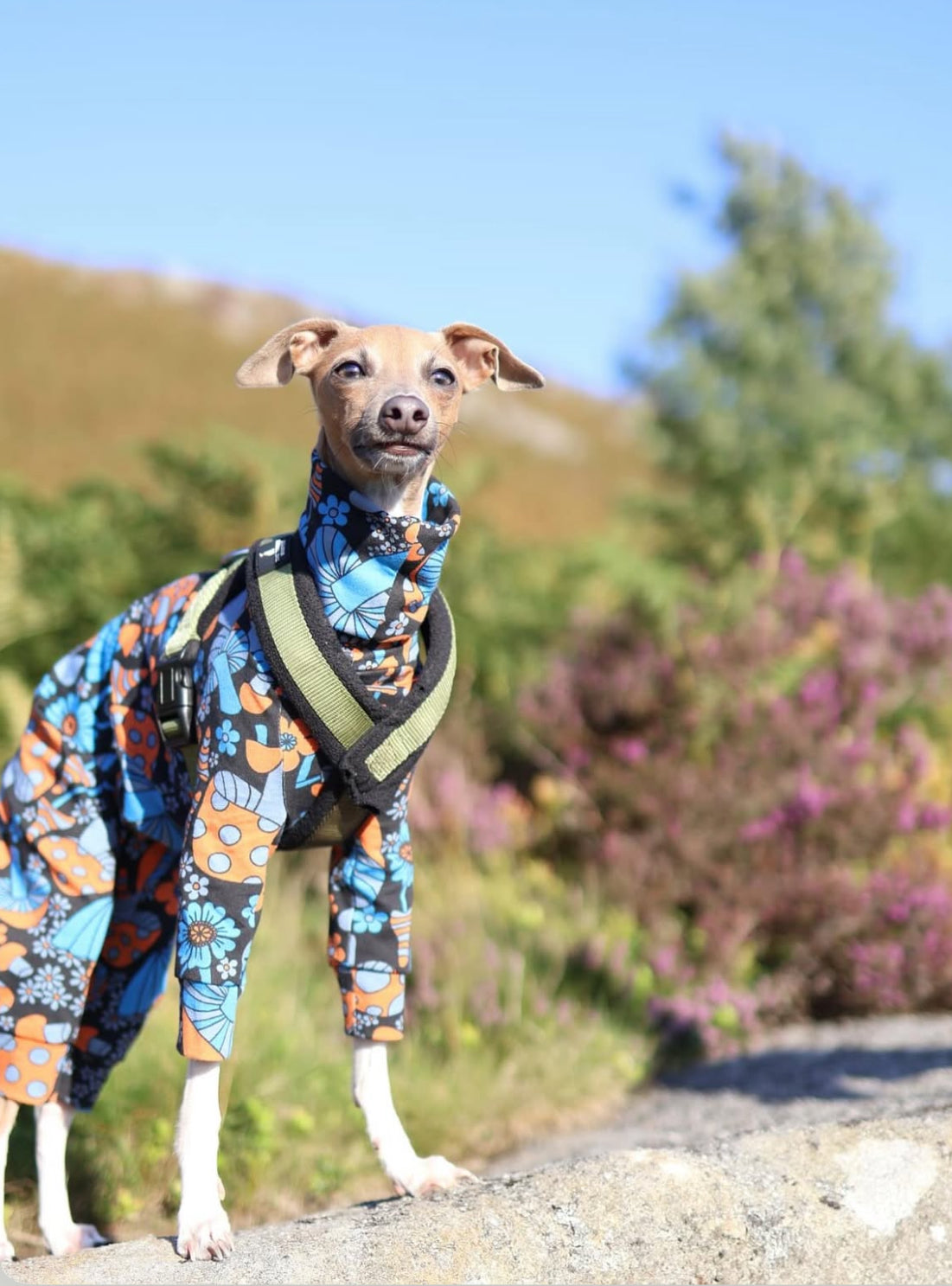 Jersey Suit - Purple Moths