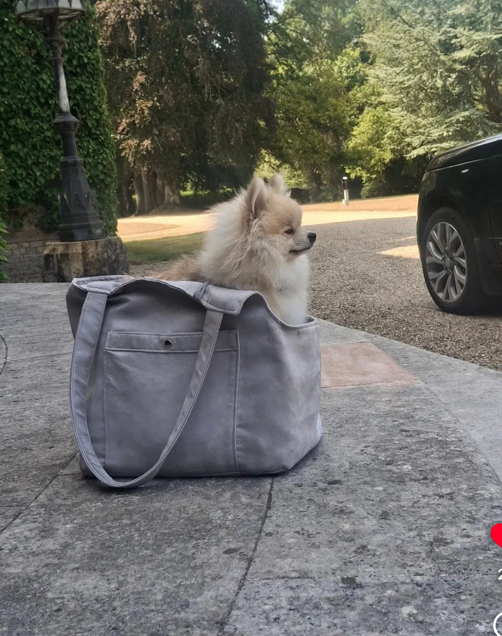 Soho Poms Grey Suede Camden Bear Dog Carrier