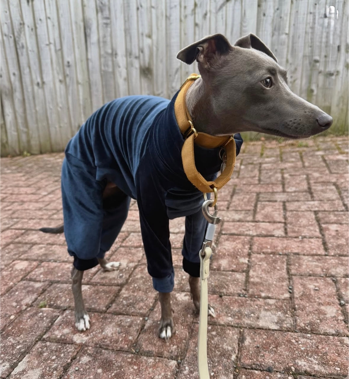Dog wearing a blue coat on a leash in an outdoor setting