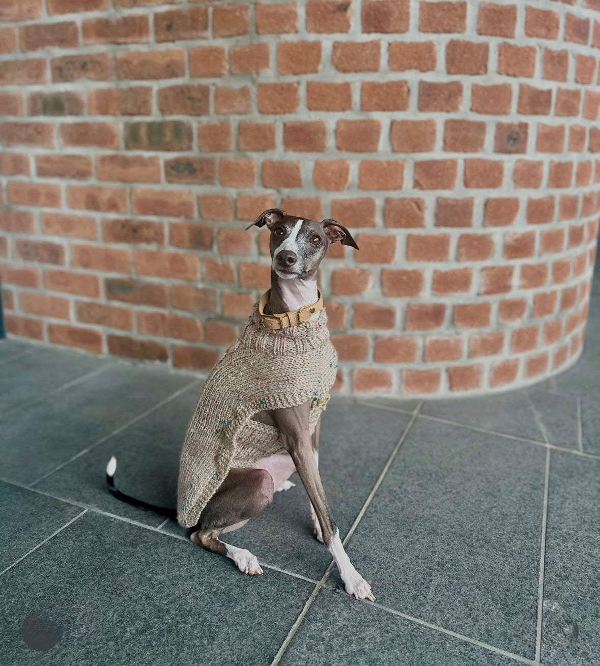 Dog wearing a knitted sweater sitting on a tiled floor with a brick wall background