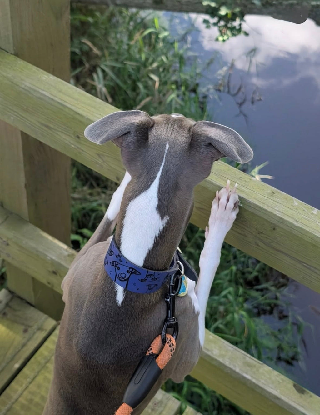Leather Collar - Hounds