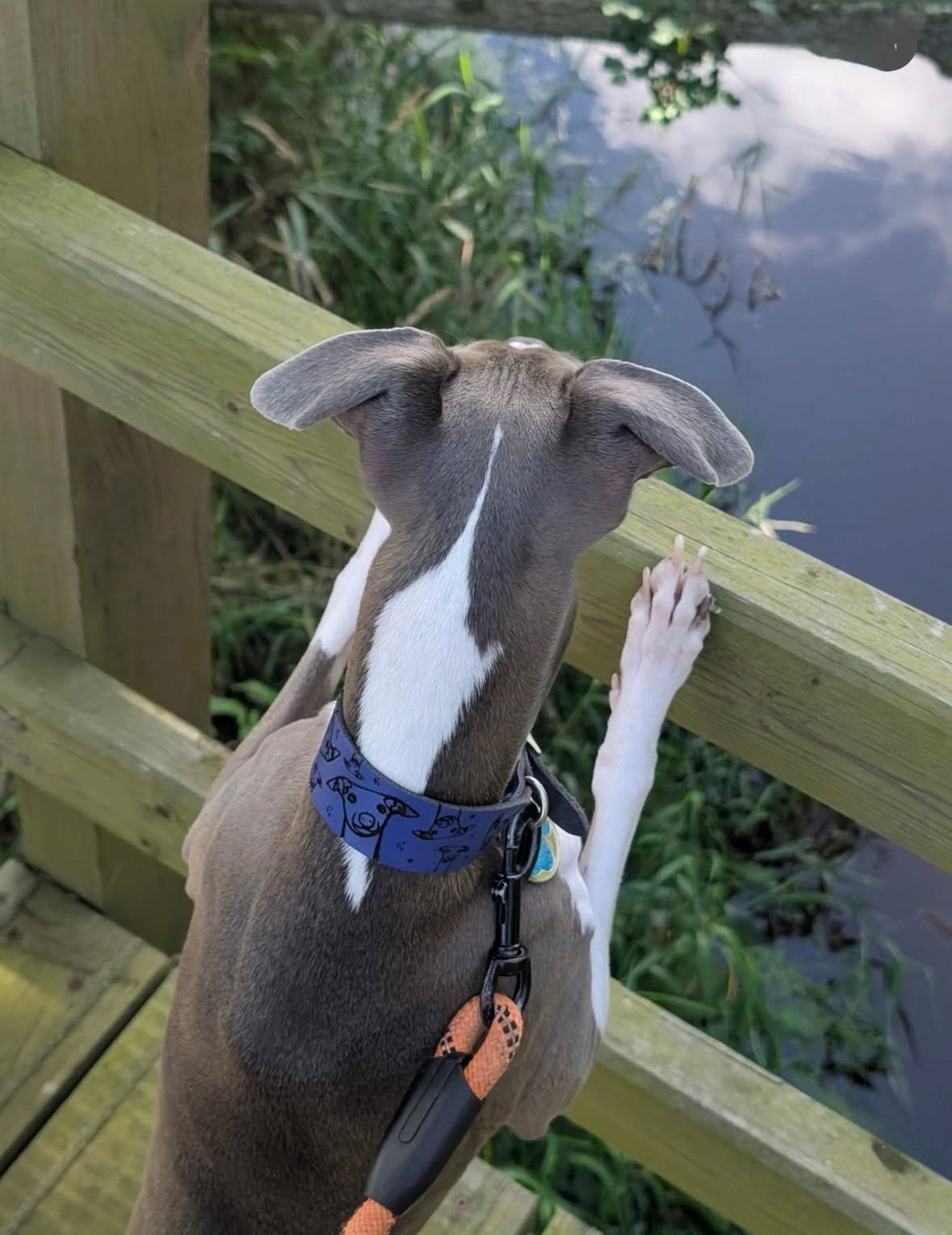 Leather Collar - Hounds