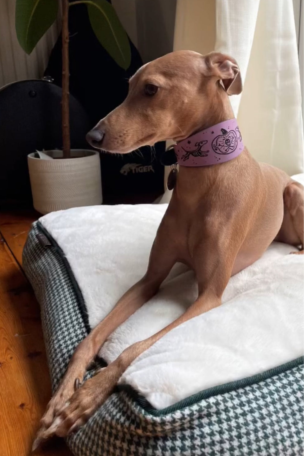 Leather Collar - HALLOWEEN - Skele-Hounds