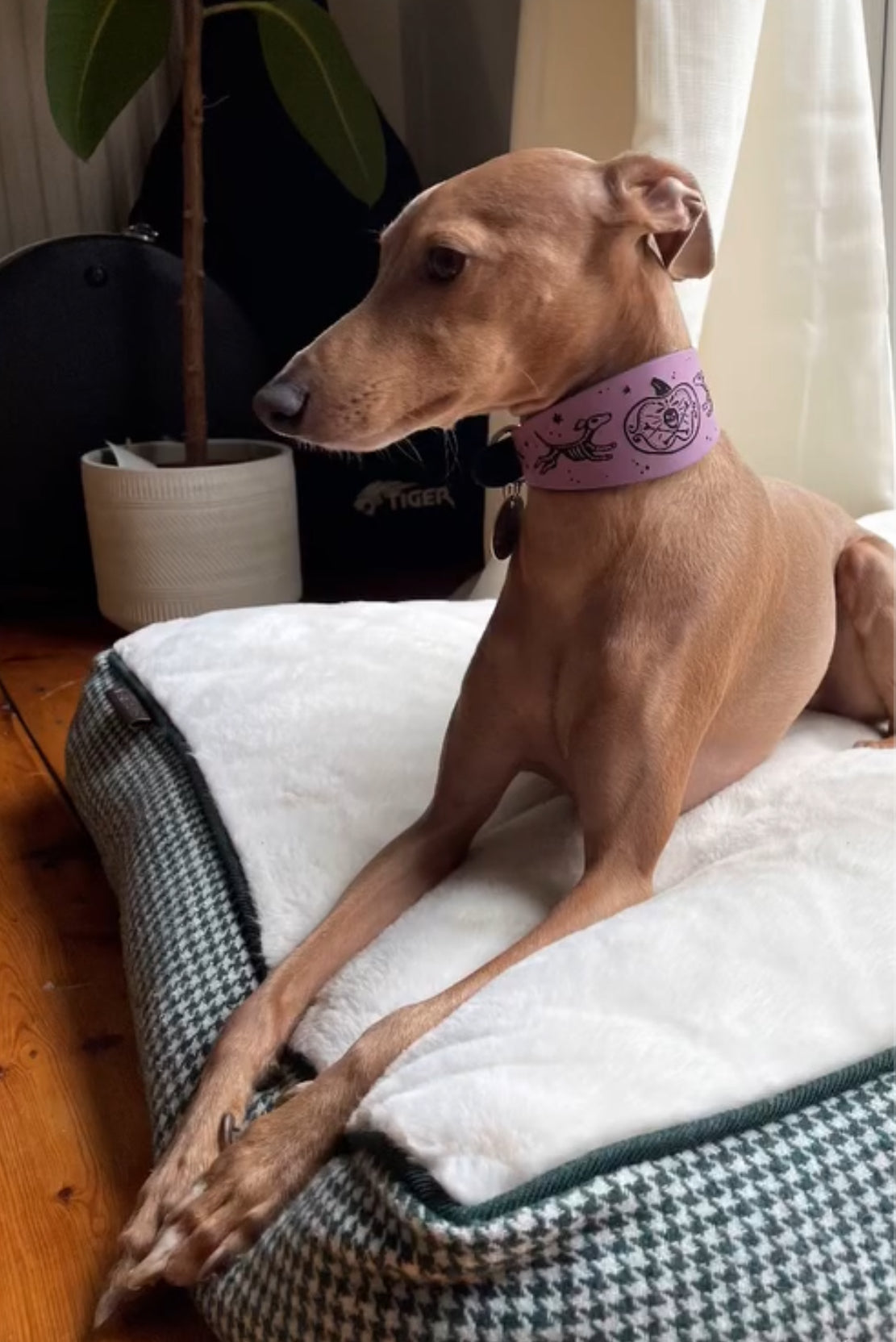 Leather Collar - HALLOWEEN - Skele-Hounds