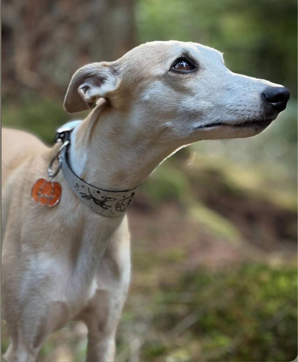 Leather Collar - HALLOWEEN - Skele-Hounds