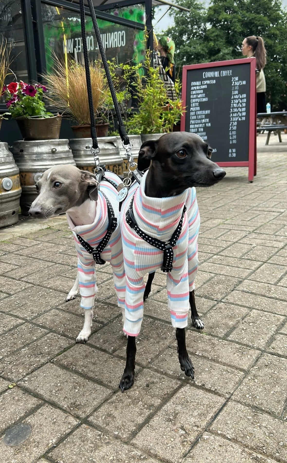 Two dogs in matching striped sweaters standing on a sidewalk with a cafe in the background.