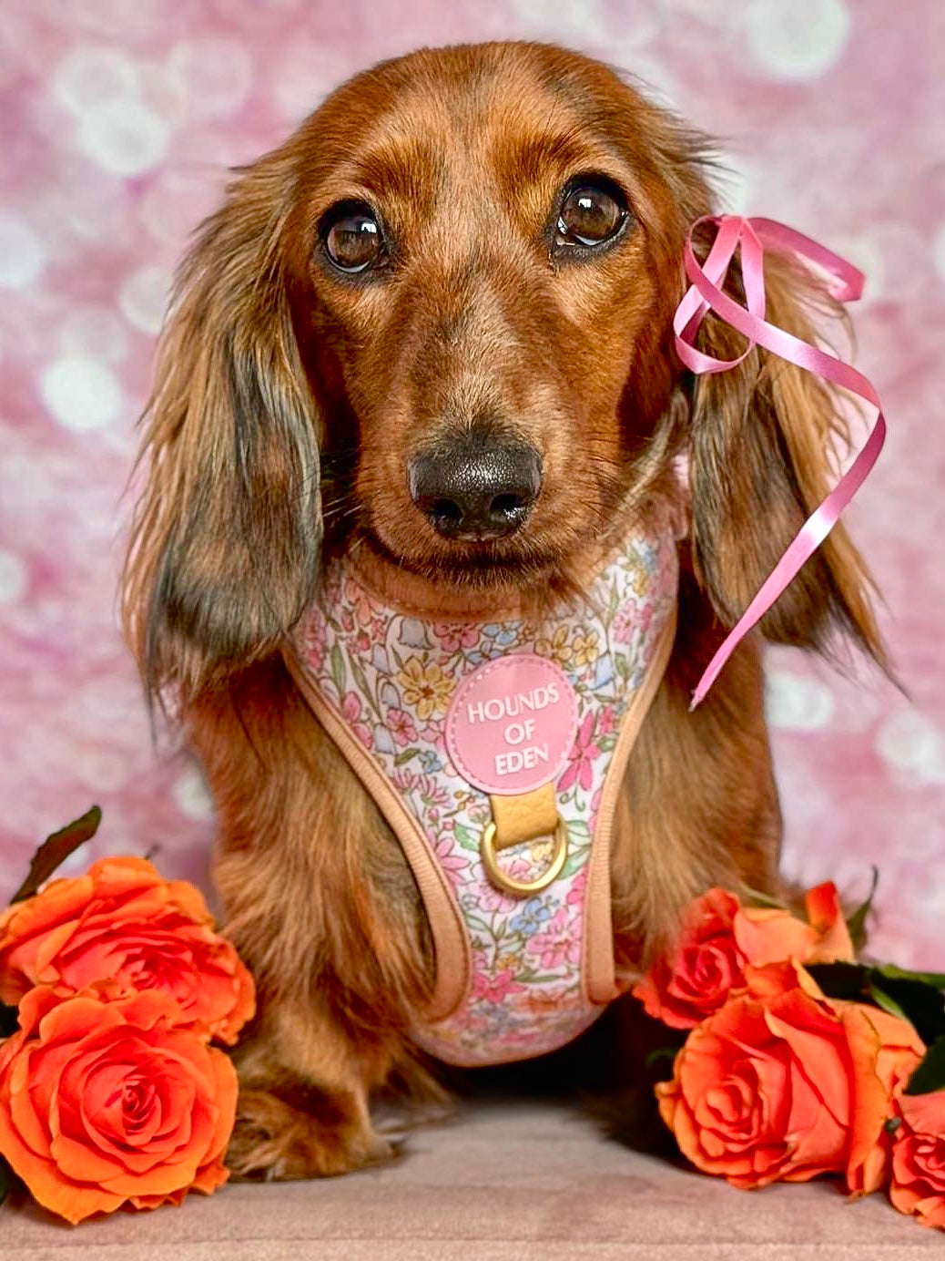 Pastel Petals - Dog Harness (XXS-XS)