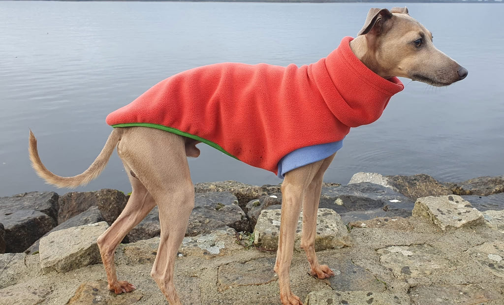 Dog wearing a red coat standing on rocks by a body of water