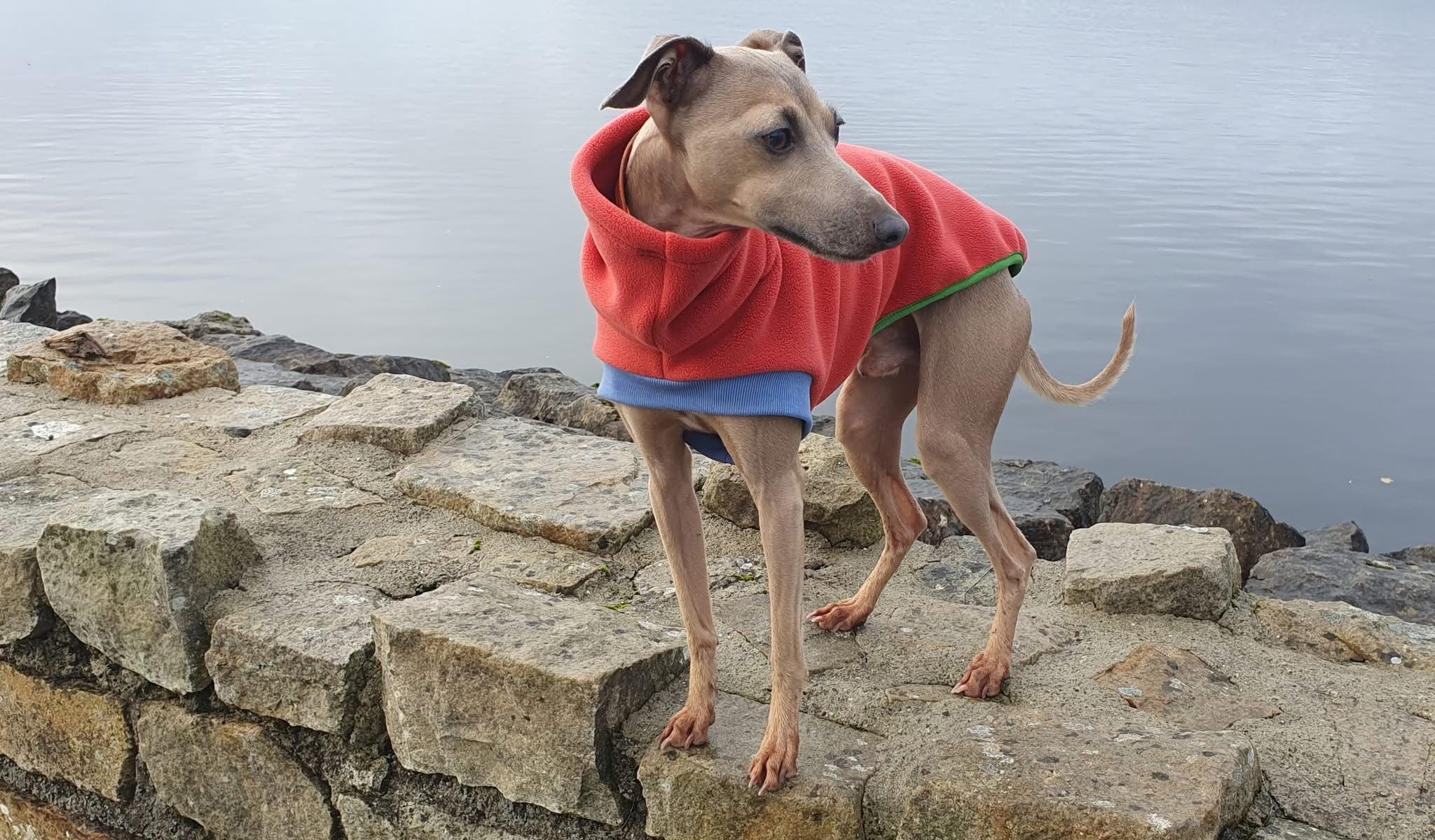 Dog wearing a red hoodie standing on rocks by a body of water