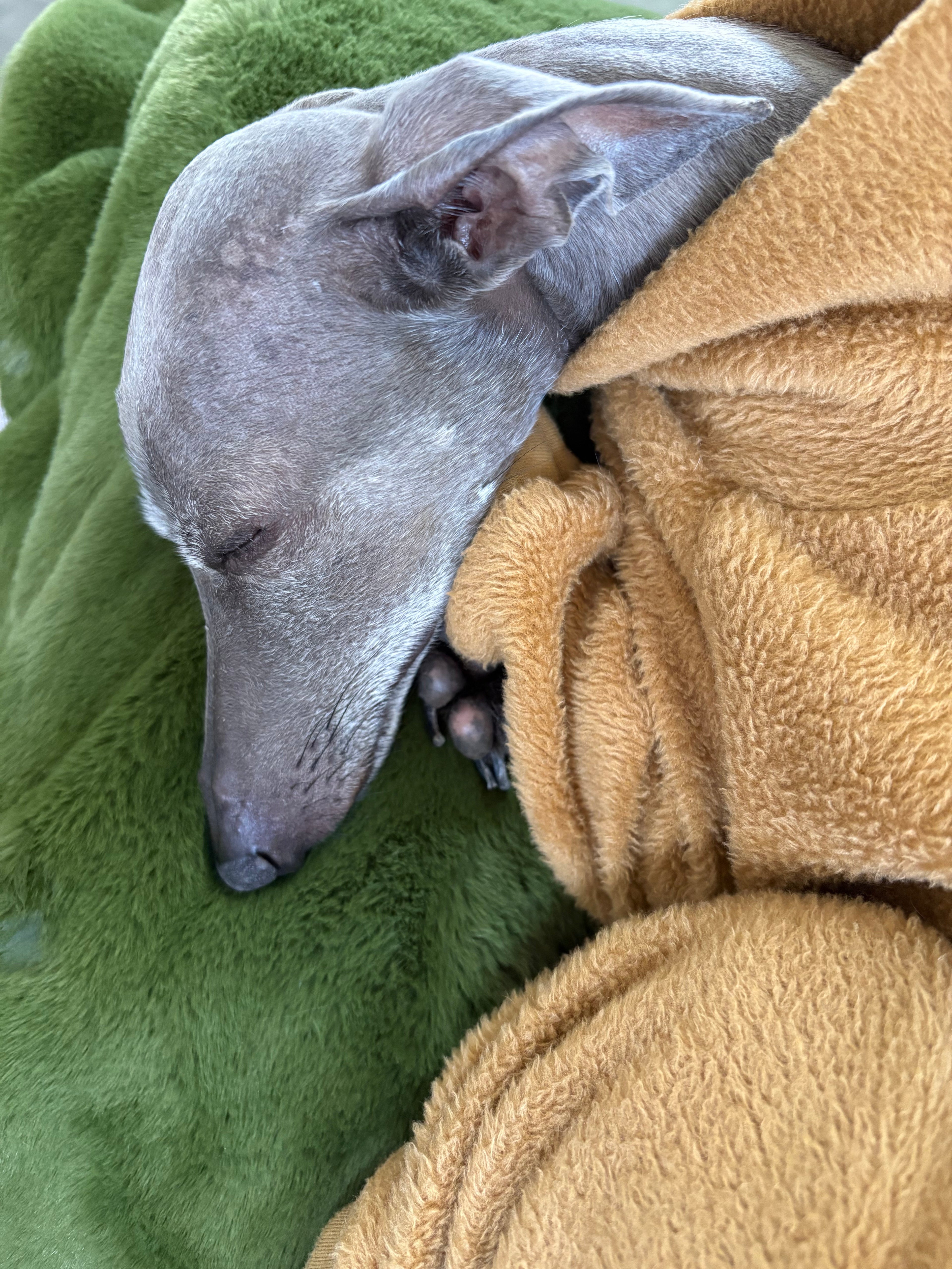 Fleece Lined Sweatshirt - Honey Yellow