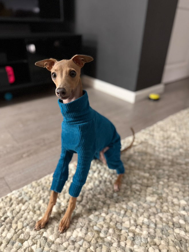 Dog wearing a blue sweater standing on a pebbled surface.