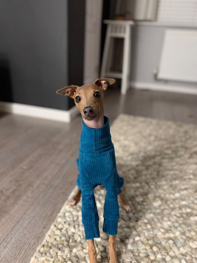 Dog wearing a blue outfit standing on a pebbled surface indoors.