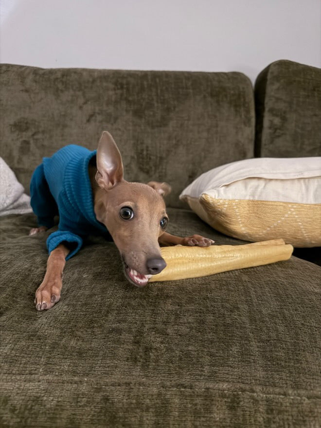 Dog wearing a blue sweater holding a bone-shaped chew toy on a brown couch.