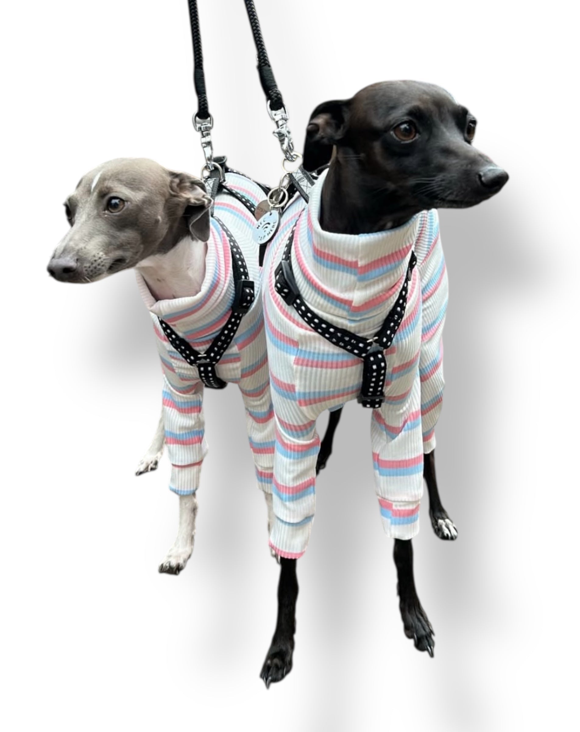 Two dogs wearing striped sweaters on a white background