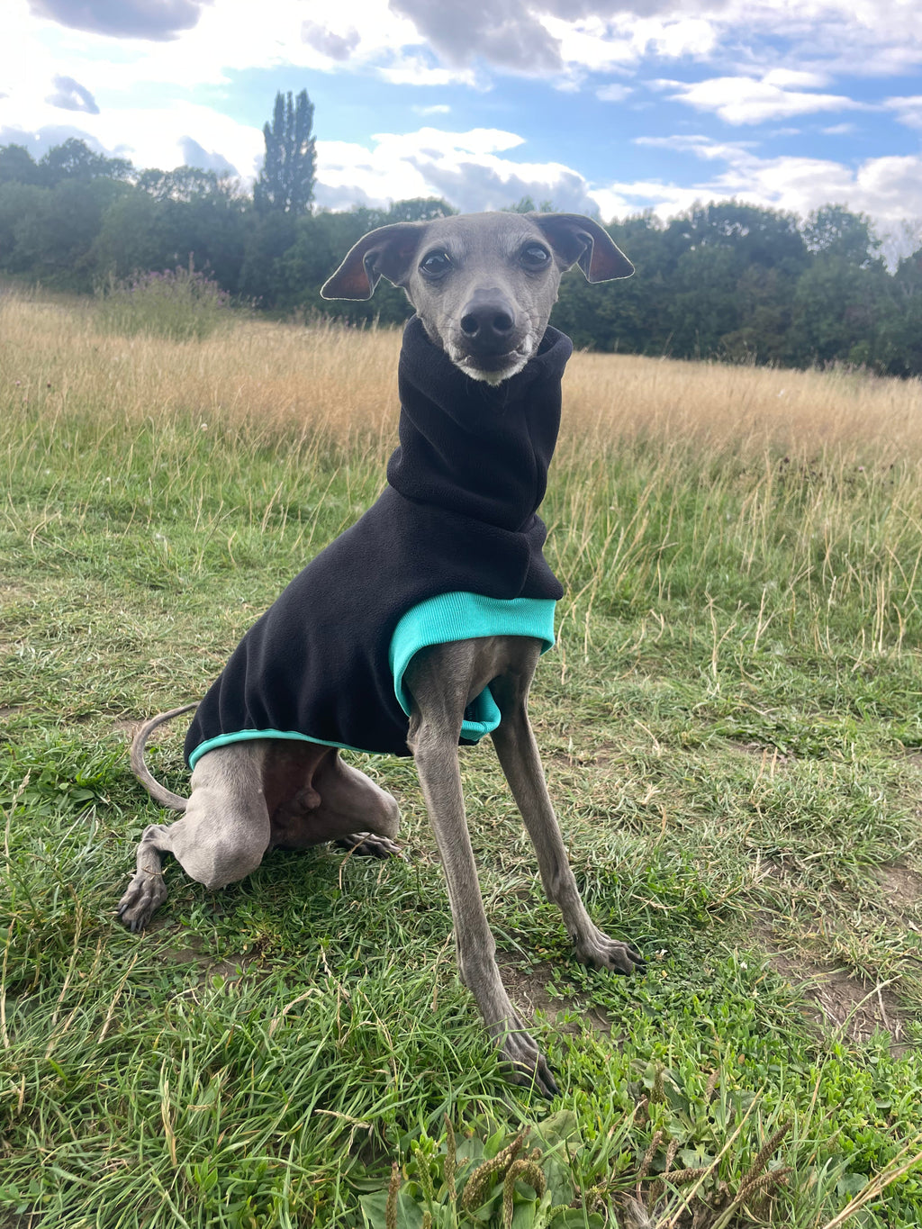 Dog wearing a black and teal sweater sitting in a grassy field with trees and blue sky in the background.