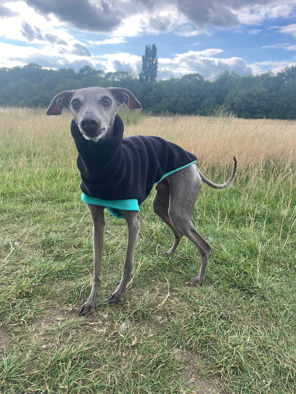Dog wearing a black jacket with a green trim standing in a grassy field.