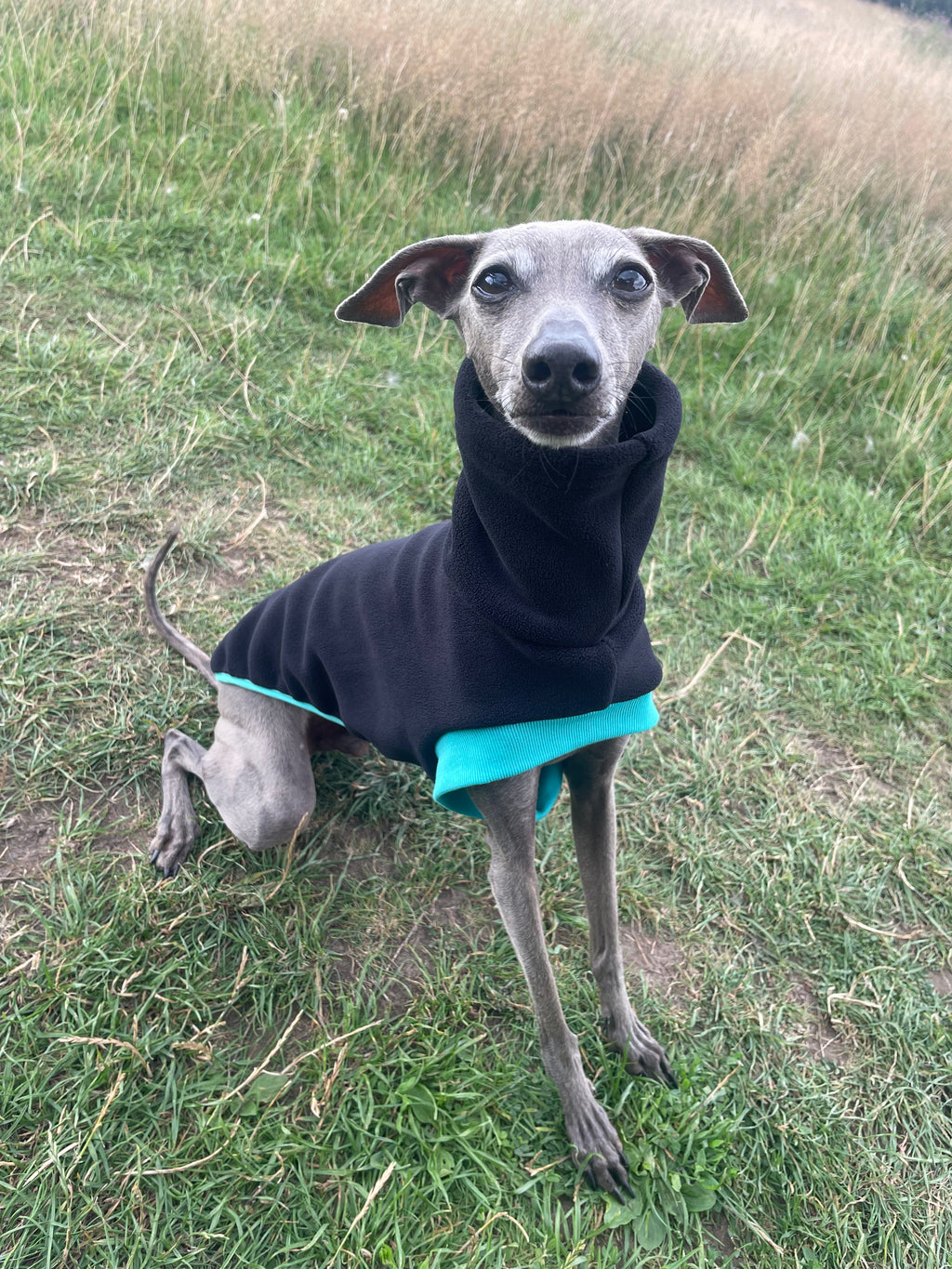 Dog wearing a black coat with teal trim standing on grass