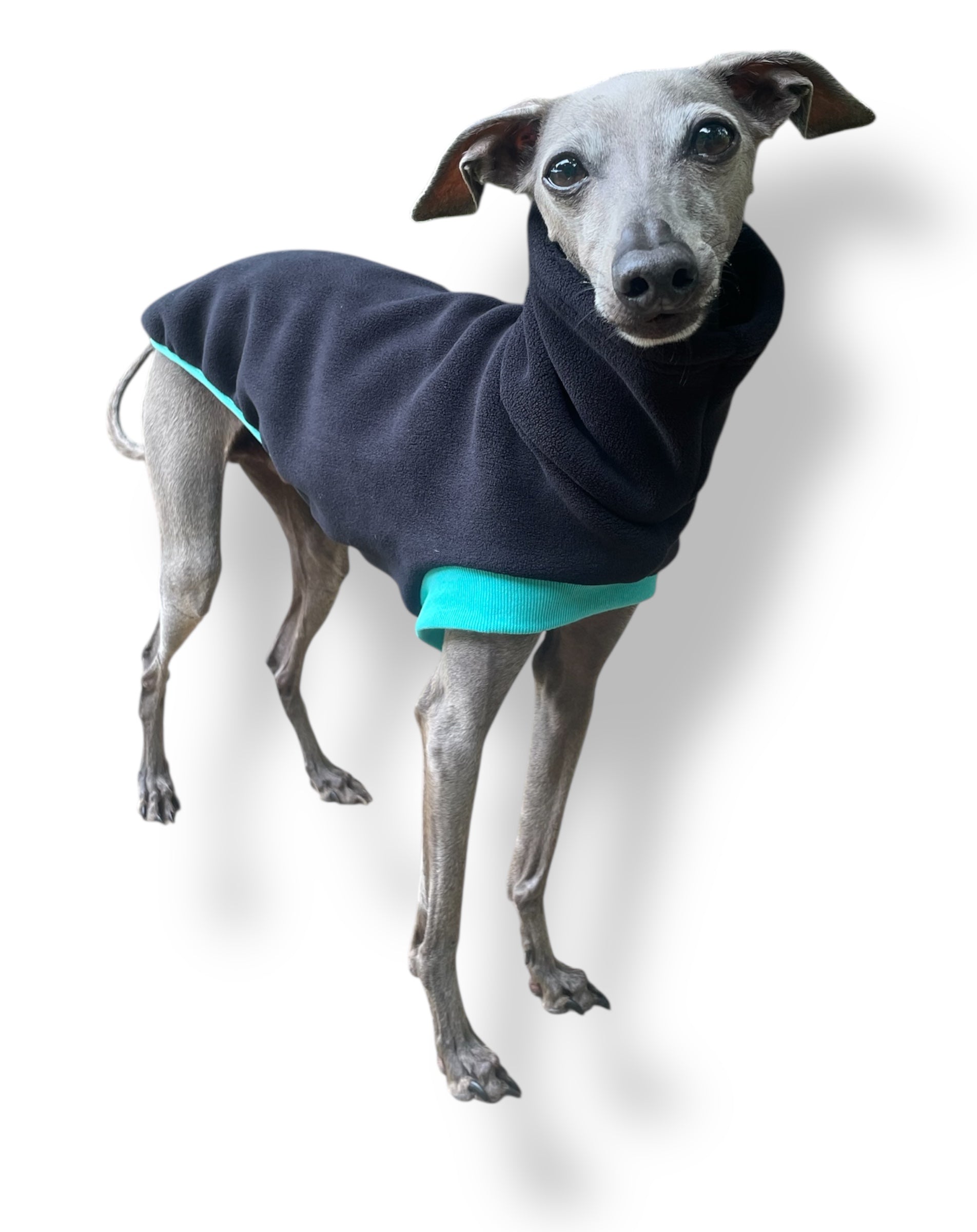 Dog wearing a dark blue fleece coat with teal trim on a white background
