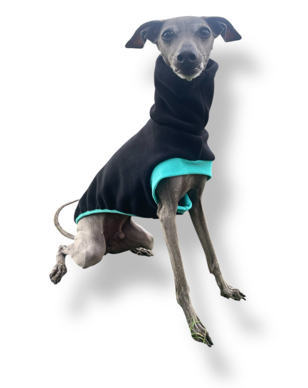 Dog wearing a black and teal sweater on a white background