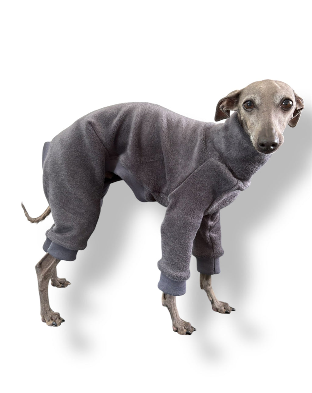 Dog wearing a gray fleece onesie on a white background