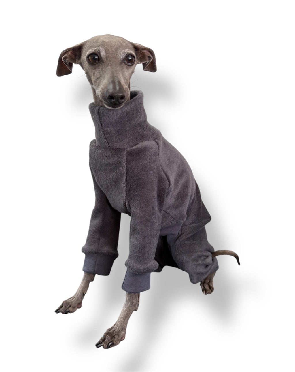 Dog wearing a gray fleece onesie on a white background