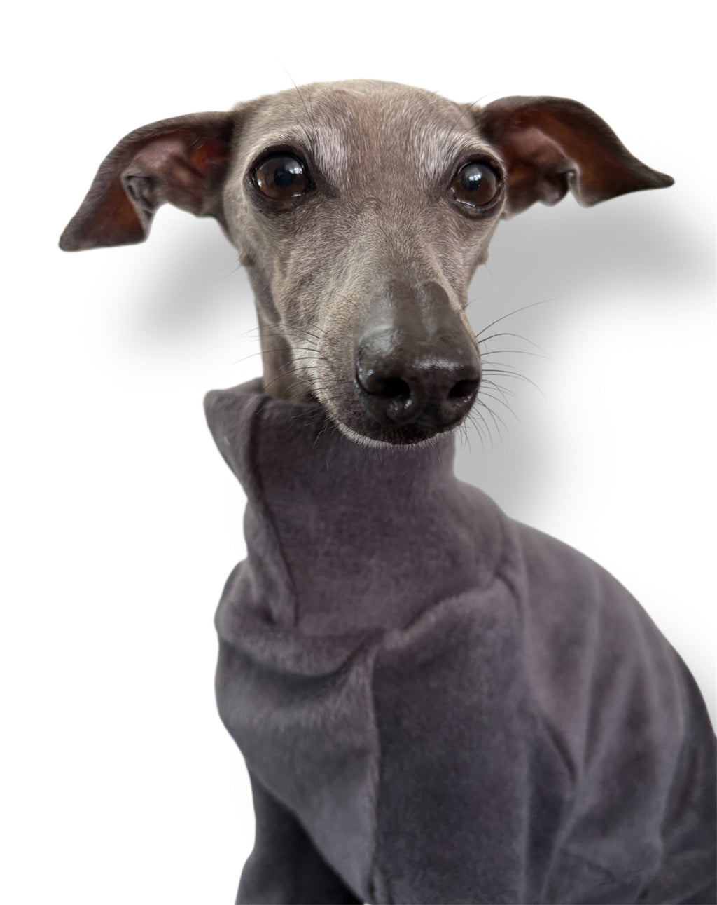 Dog wearing a gray hoodie on a white background