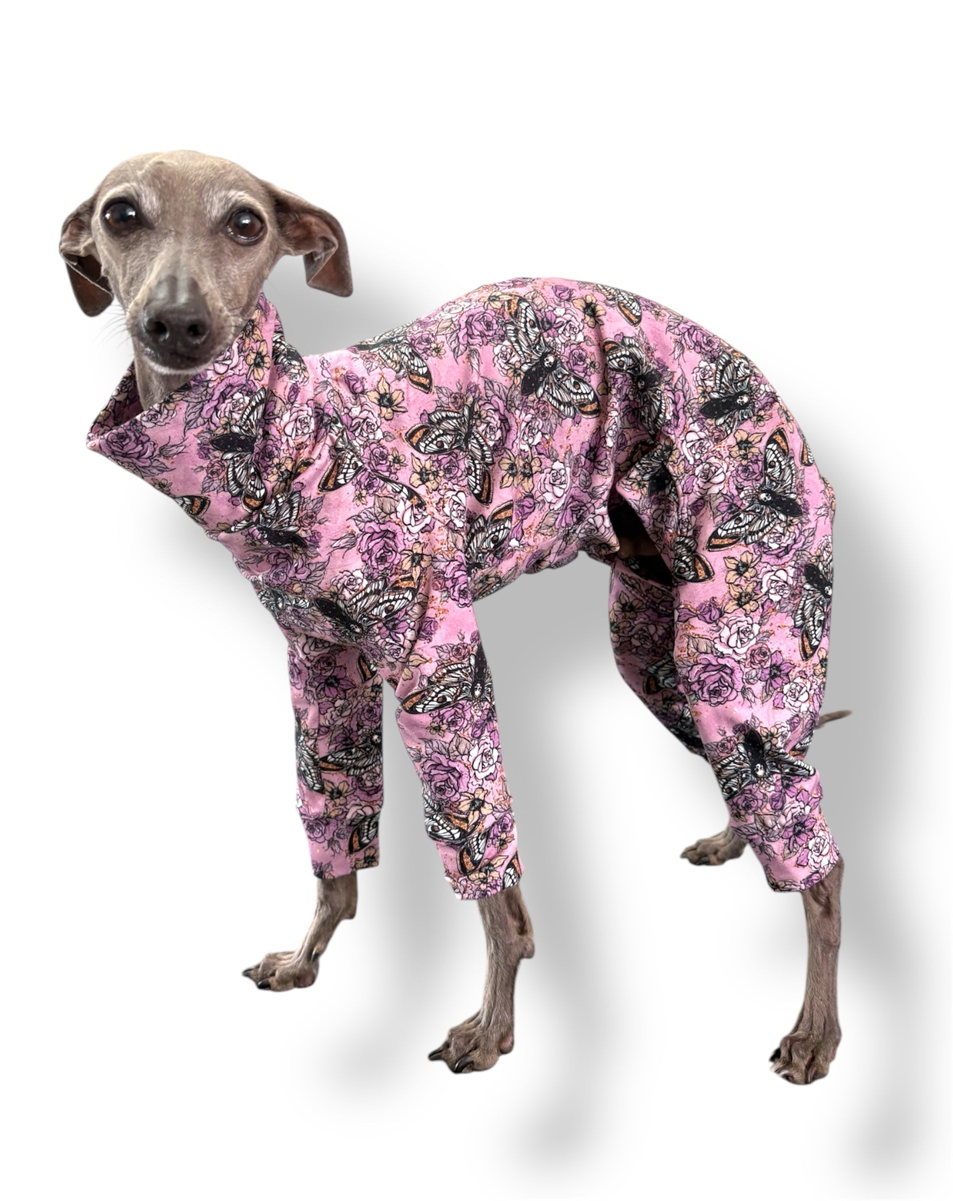 Dog wearing a pink floral onesie on a white background