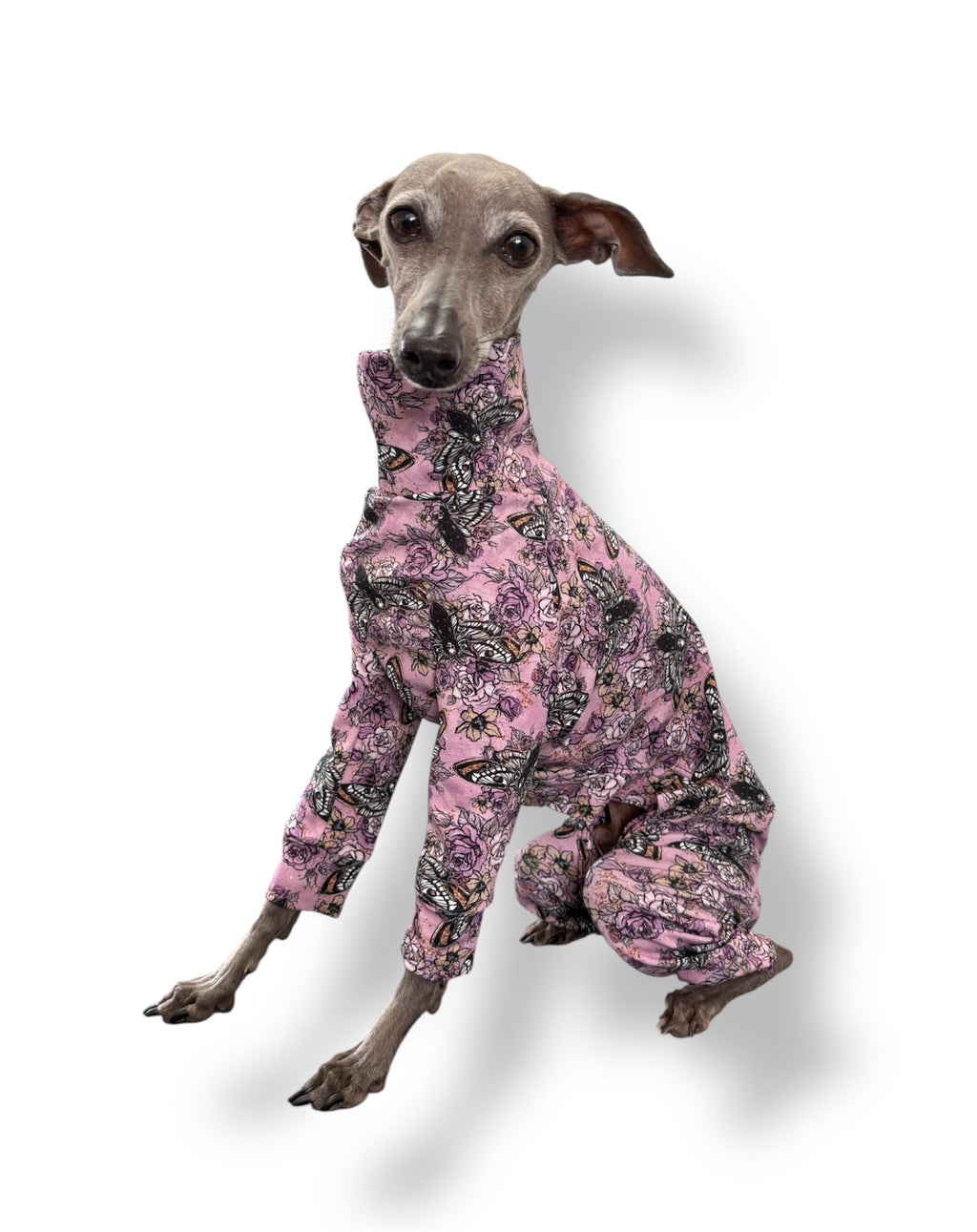 Dog wearing a pink camouflage outfit on a white background