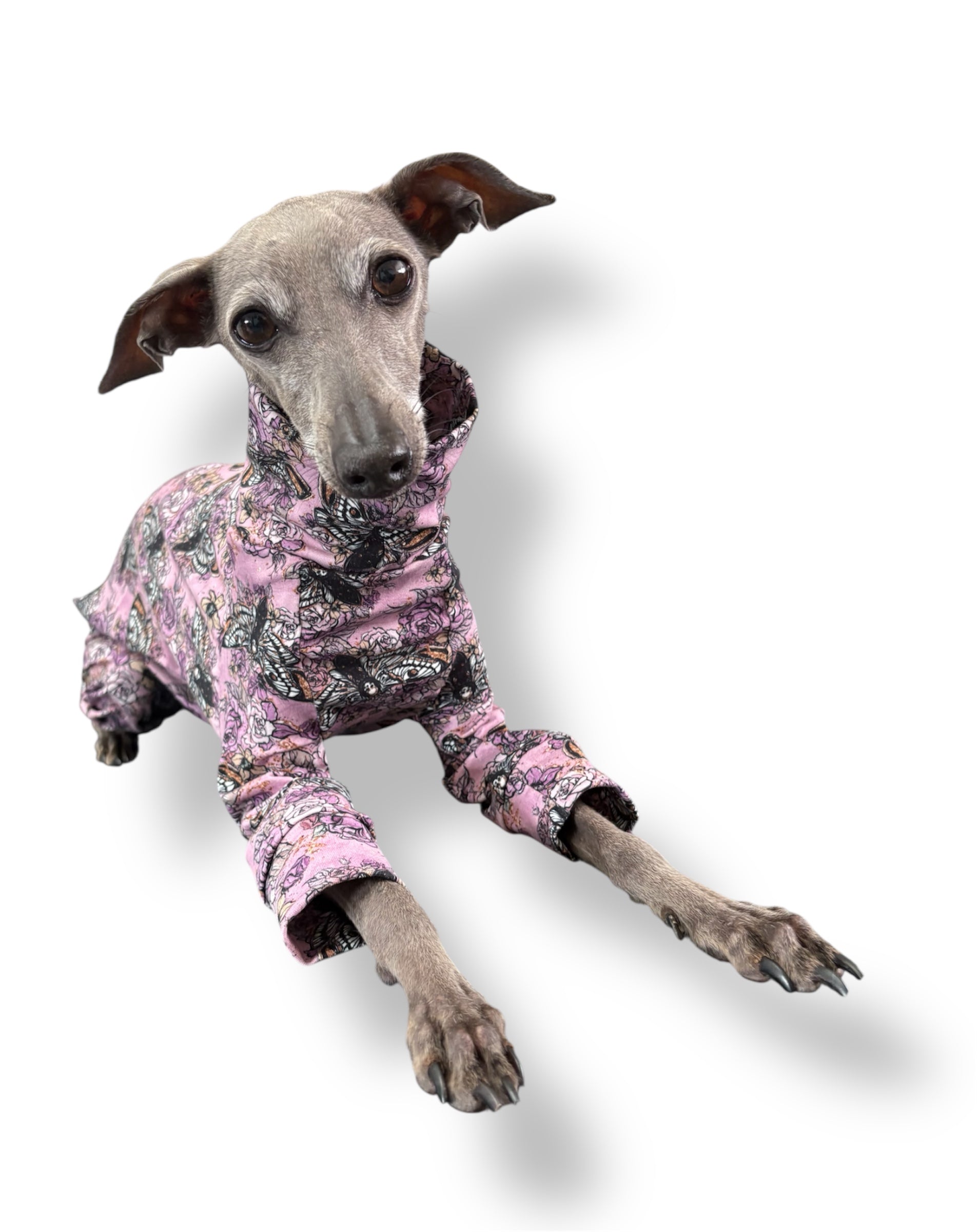 Dog wearing a pink camouflage outfit on a white background