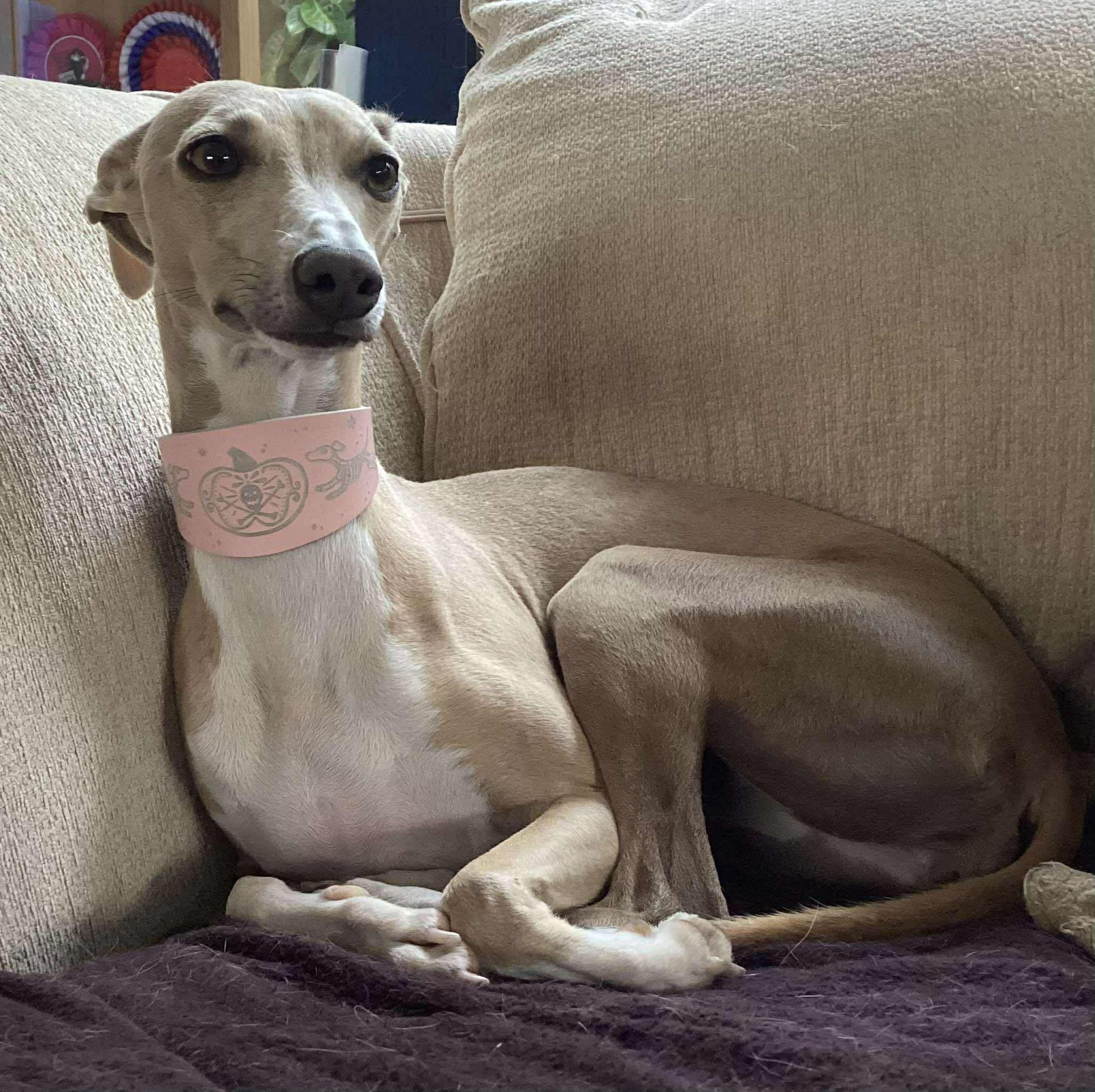 Dog sitting on a couch with a pink bandage on its head