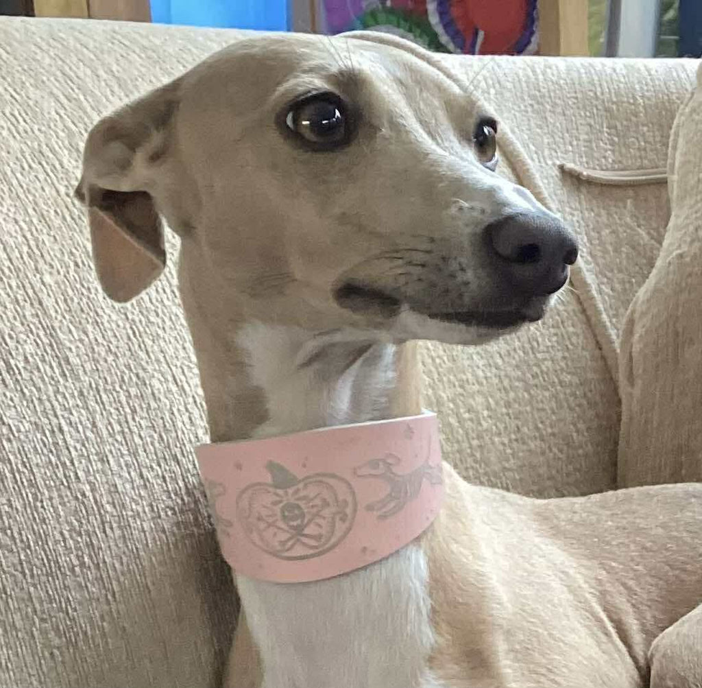 Leather Collar - HALLOWEEN - Skele-Hounds