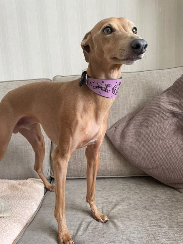 Leather Collar - HALLOWEEN - Skele-Hounds