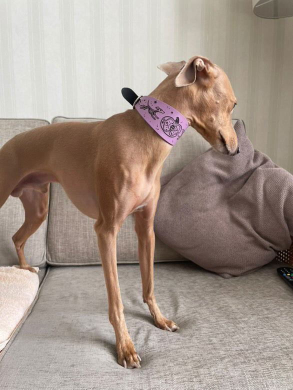 Leather Collar - HALLOWEEN - Skele-Hounds