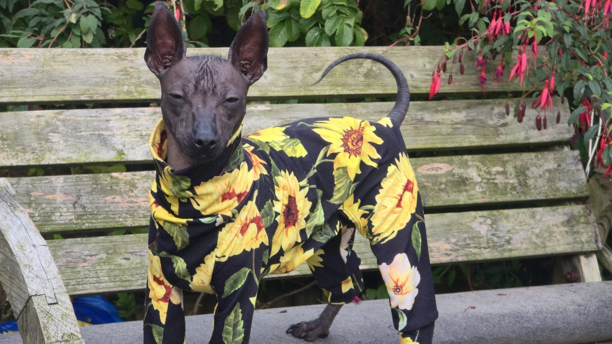 Jersey Suit - Sunflowers