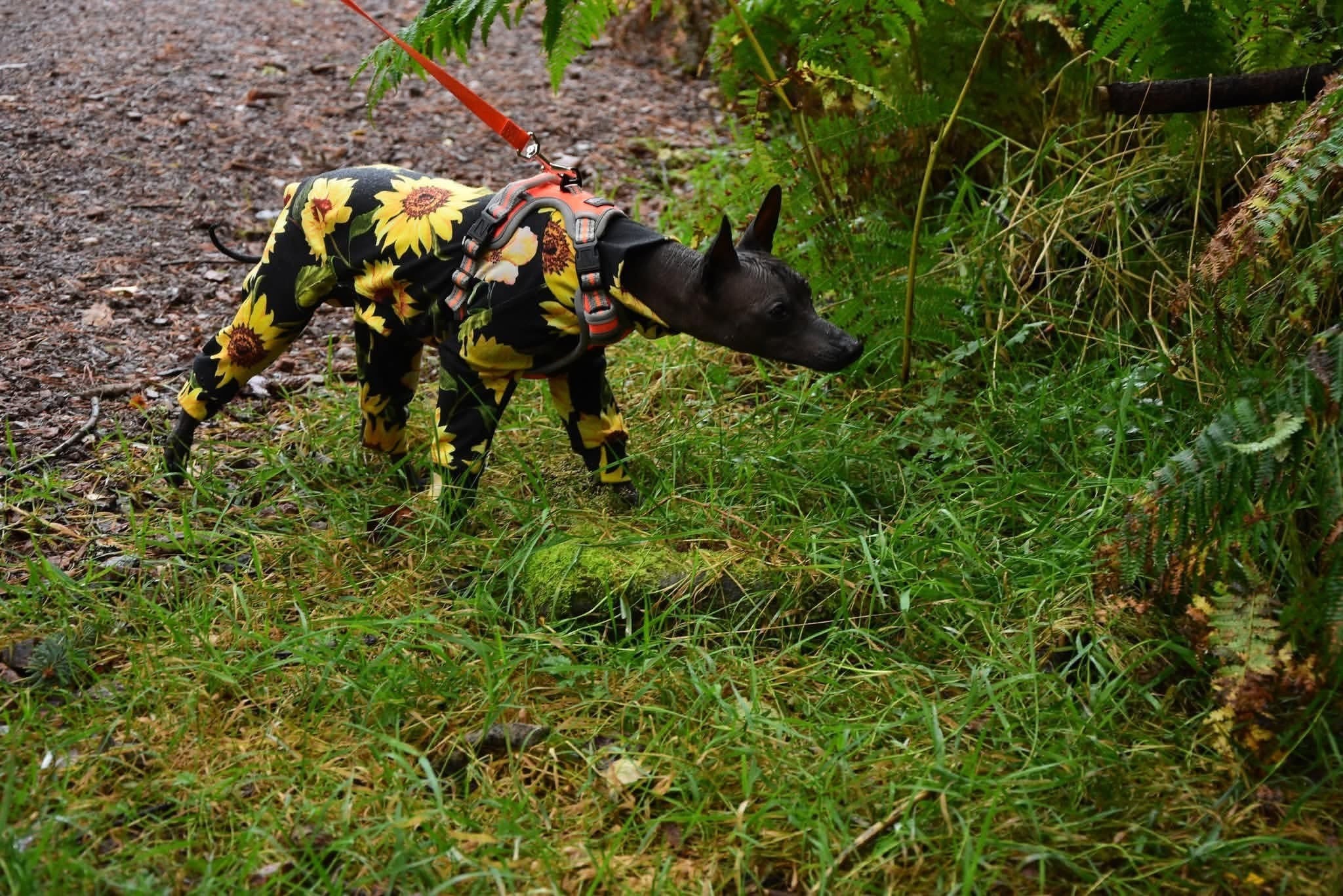Jersey Suit - Sunflowers