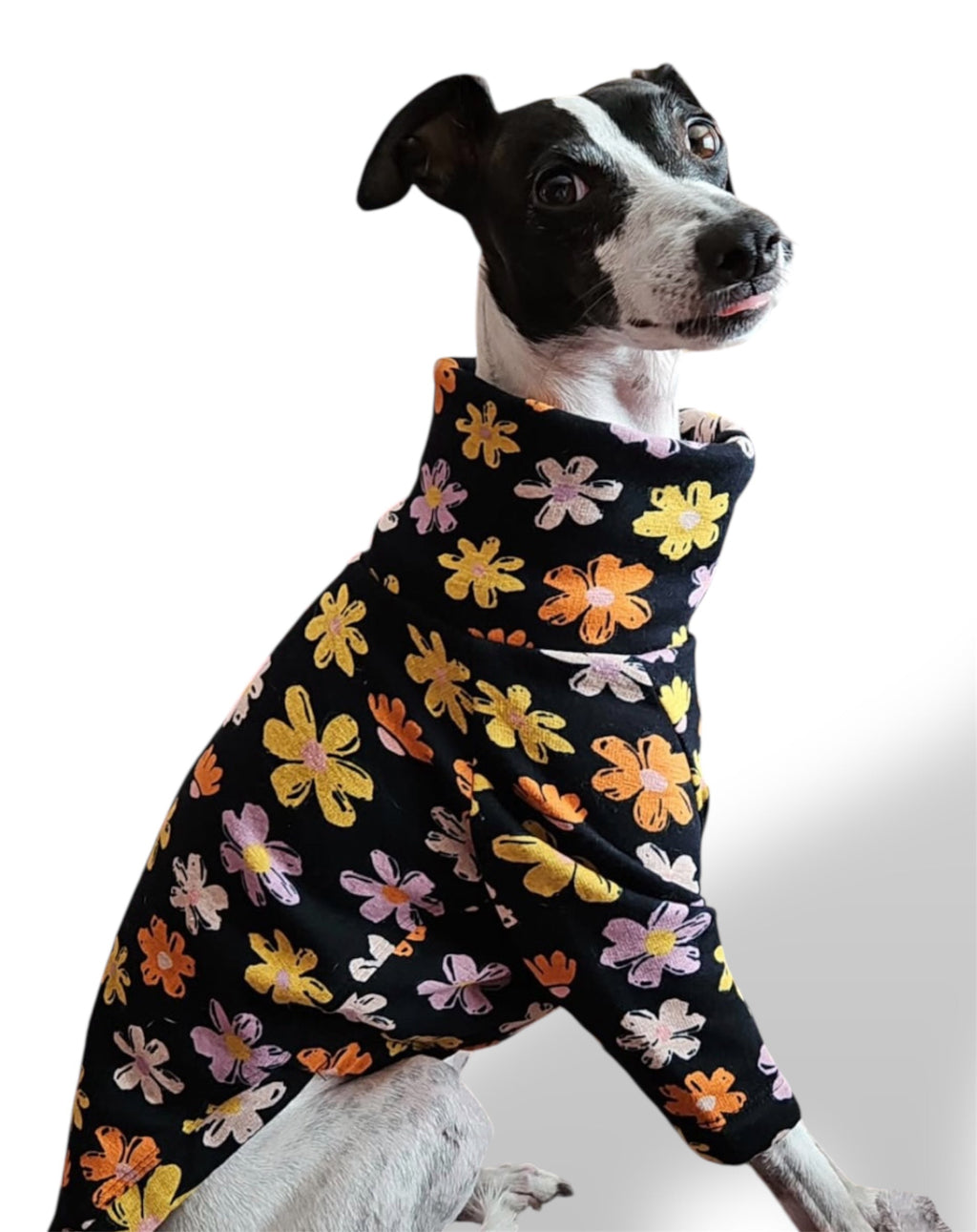 Dog wearing a black floral patterned sweater on a white background