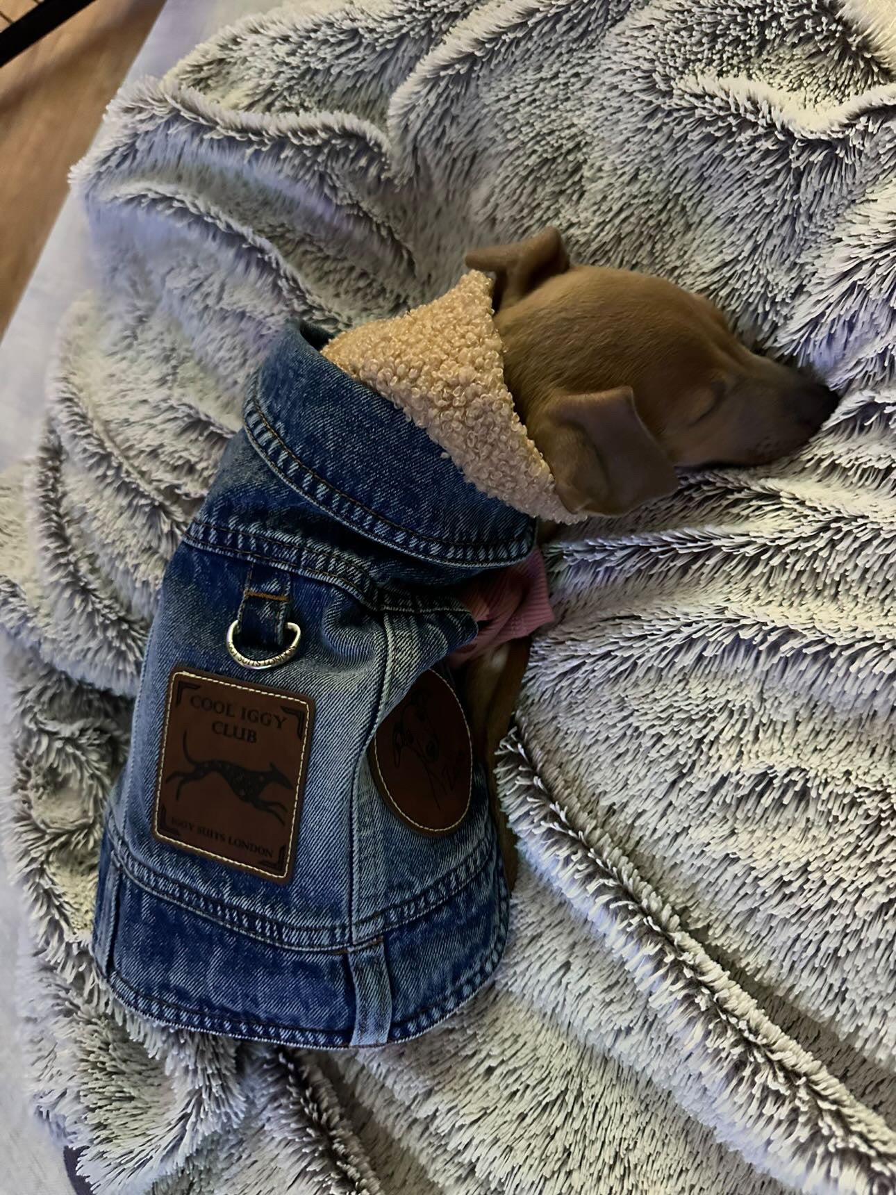 Denim Jacket - Cool Iggy Club