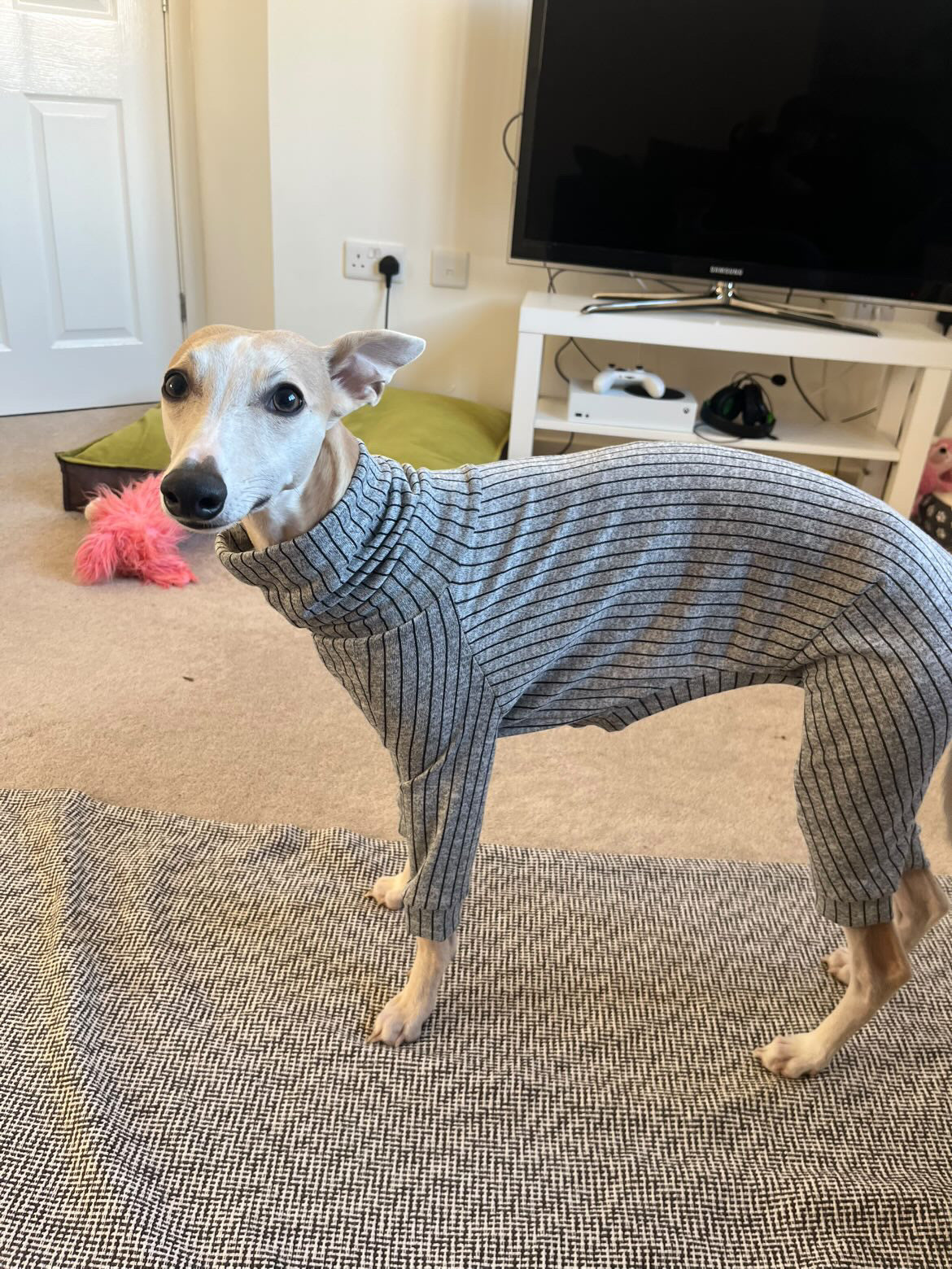 Dog wearing a knitted sweater in a living room setting