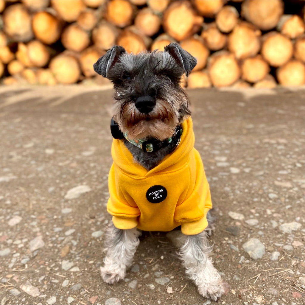 Dog Hoodie - Sky Blue