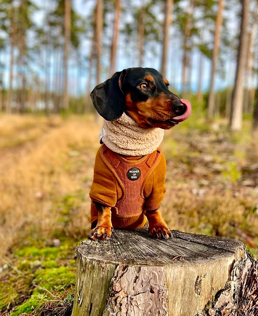 Dog Hoodie - Brown