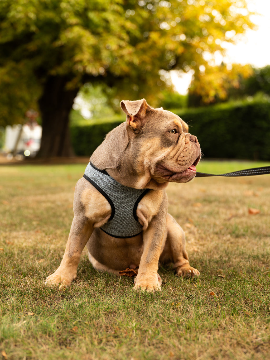 Soho Poms x Bowl & Bone Republic Mayfair Harness - Ocean