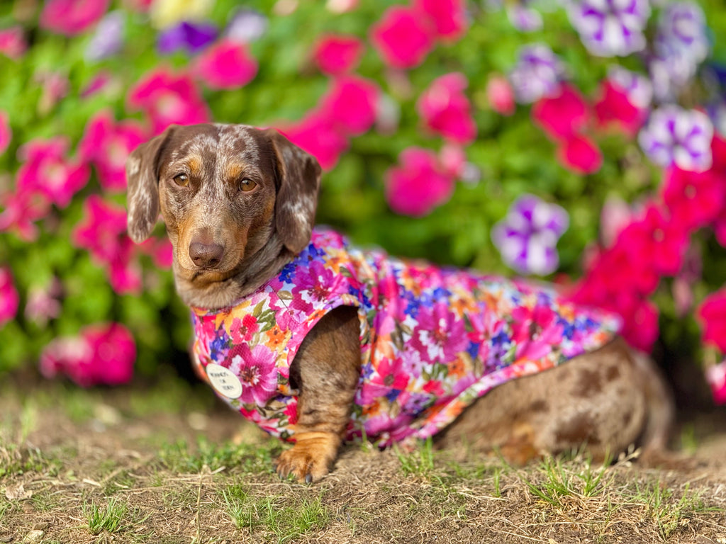 Florentina Dog Cooling Vest