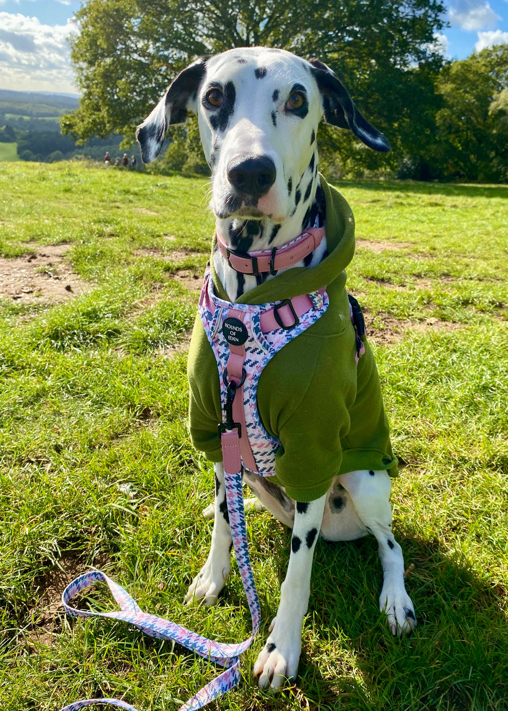 Dog Hoodie - Light Teal
