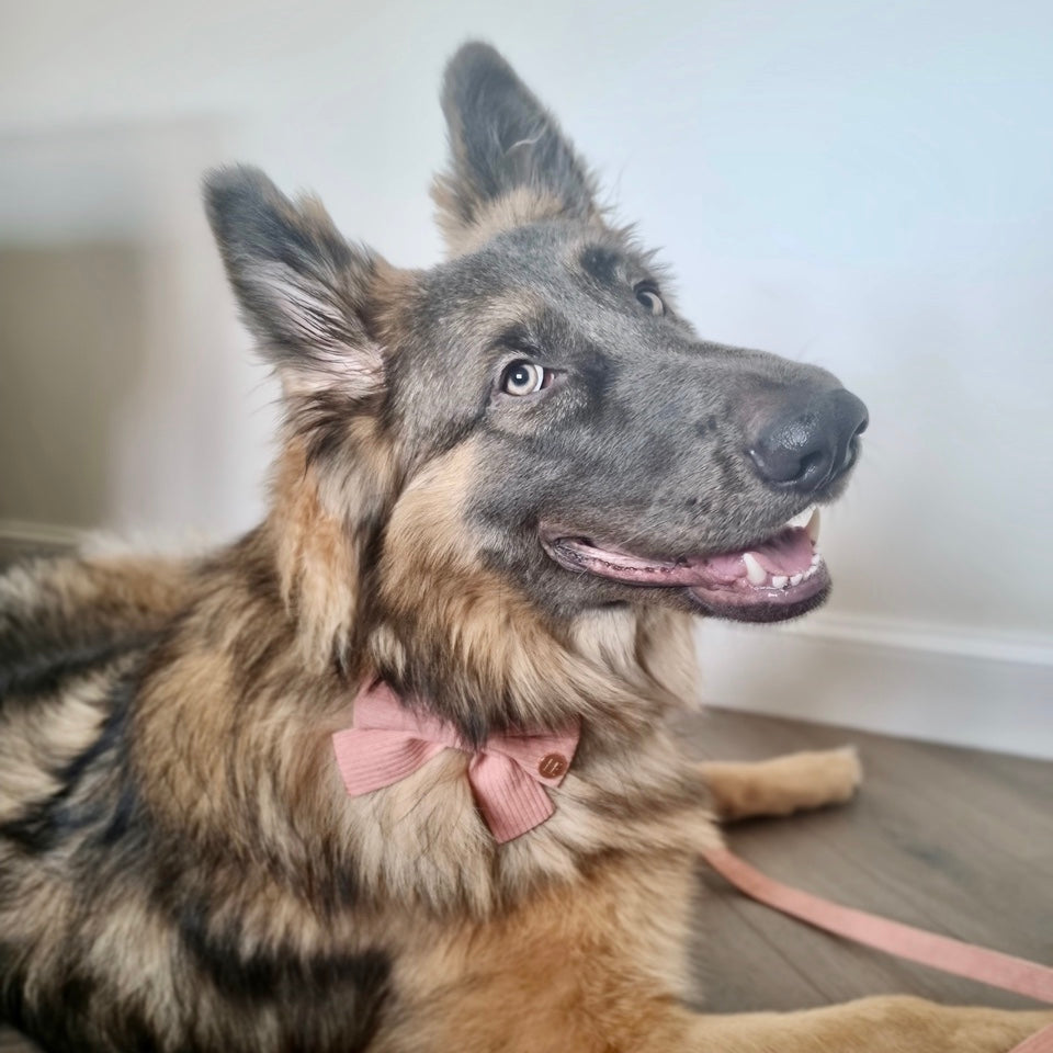 Pink Corduroy Harness
