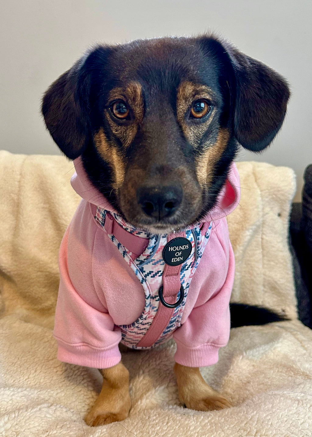 Dog Hoodie - Light Teal