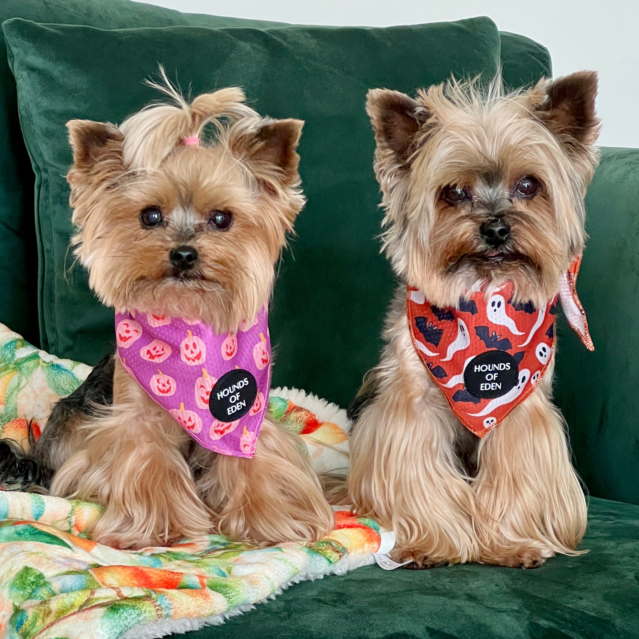 Orange Bats + Ghosts Halloween Dog Bandana 👻