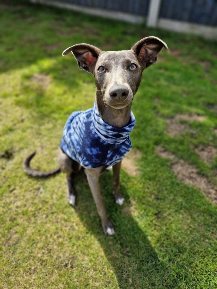 Fleece Vest - Blue & Orange